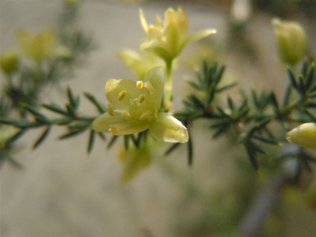 Asparagus acutifolius